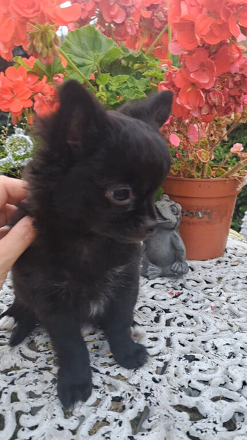 1 lilac & 1 black long coat chihuahua male pups