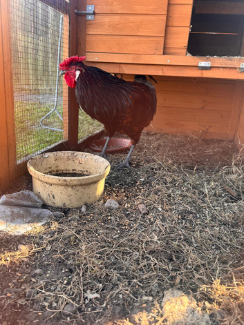 Rare old English pheasant fowl