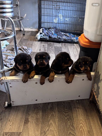 2 Rottweiler pups