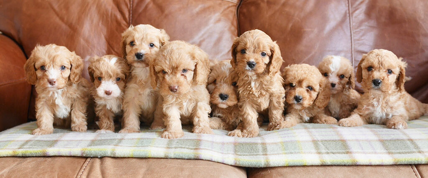 Beautiful F1b Health Tested Miniature Cavapoo Puppies