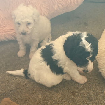 3puppy toy poodles for sale