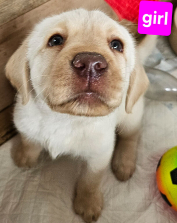Last golden girl chunky labrador pup for sale