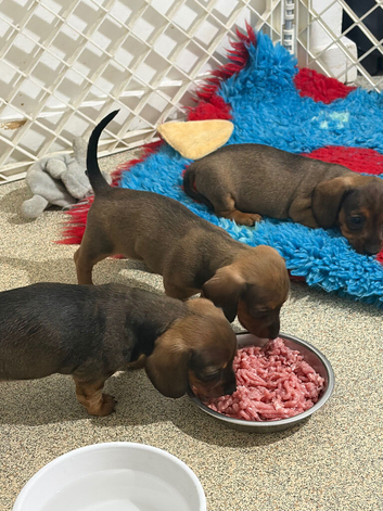 Quality KC Registered Miniature Dachshund puppies