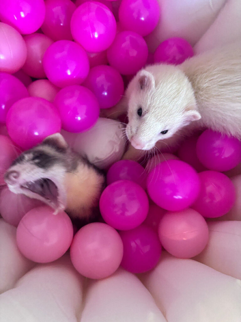 Kiki & Kai - Two Male Ferret looking for a loving home.