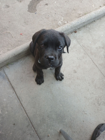 10 week old Cane corso cross belgium malinois
