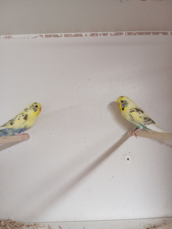 2 pairs of budgies for sale