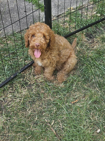 Cockapoo puppies