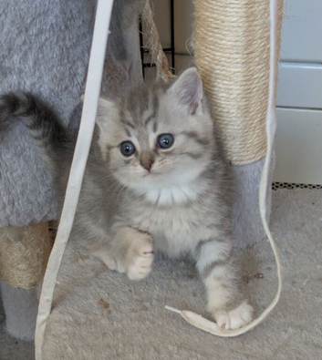 BRITISH SHORTHAIR / CHINCHILLA PERSIAN KITTENS