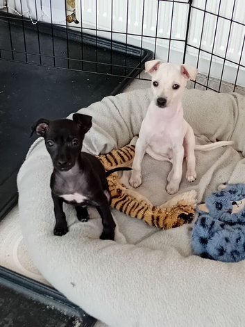 Italian Greyhound Puppies