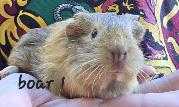 Male guinea pigs