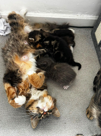 3 female Kittens