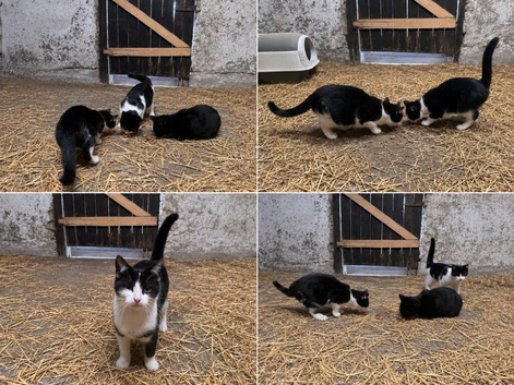 Four month old kittens