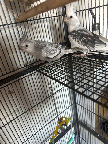 Beautiful cockatiels