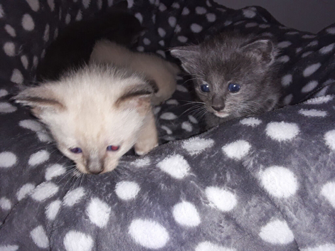 Beautiful home-raised kittens &mdash; serious loving homes only