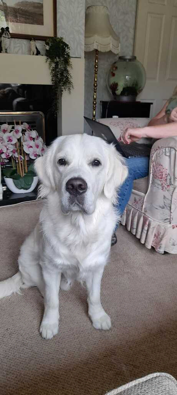 Cream golden retriever for stud dog