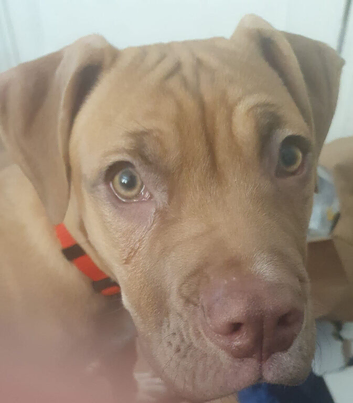 Dog