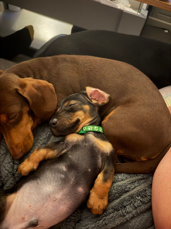 7 miniature dachshunds