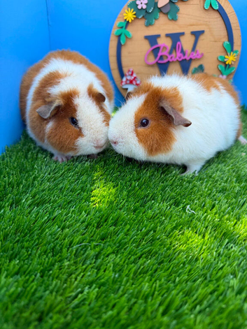 Pair of Teddy Guinea Pig Boys