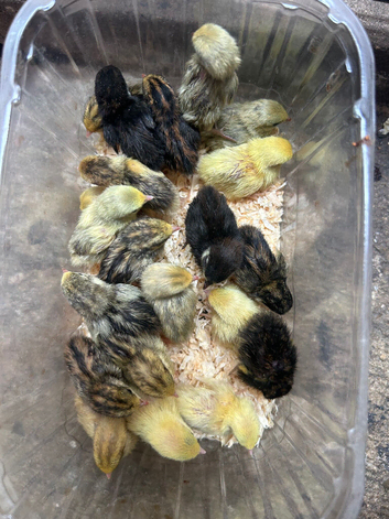 Chinese painted button quail