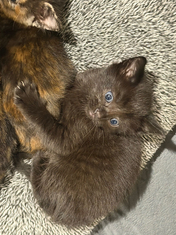 Kitten black tiger girl with blue eyes
