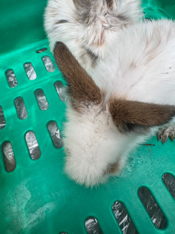 3 weeks old about 5 of them