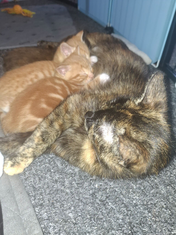 Beautiful kittens