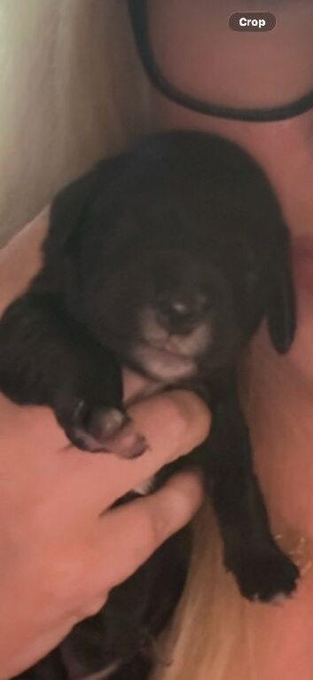 Rare black f1b Goldendoodles