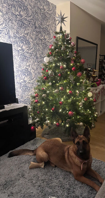 German Shepherd X Malinois