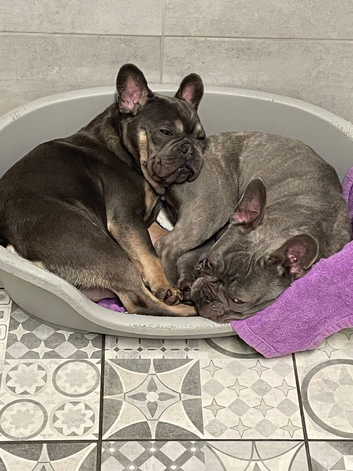 French bulldog Boy