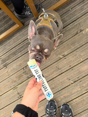 French bulldog