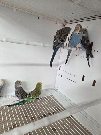 Young mutation budgies available