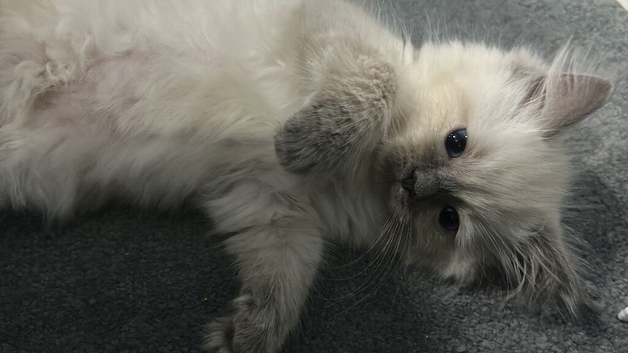 Rare ragdolls (also I will reduce the price down from &pound;800 for family's with children)!!call to get a price tailored to you!!