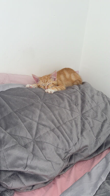 Ginger boy 3 months