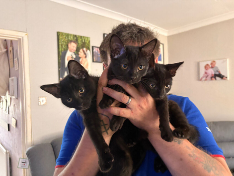 Three black kittens