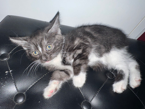 Stunning kittens