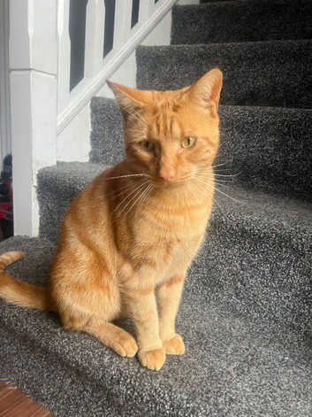 Ginger cat