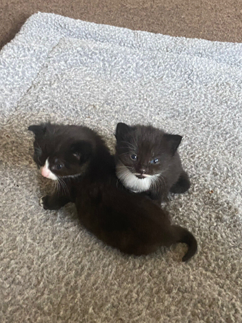 Kittens for sale