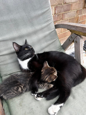 Kittens for sale, ready on the 22nd September