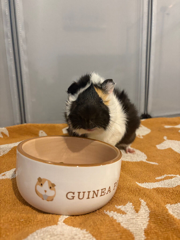 Piggy