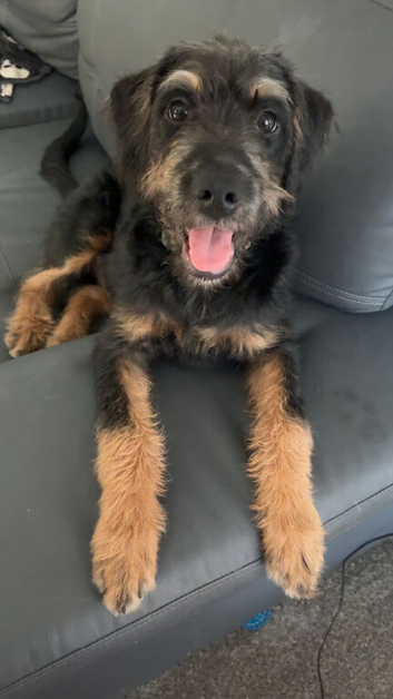 6 months Rottie x Poodle Puppy