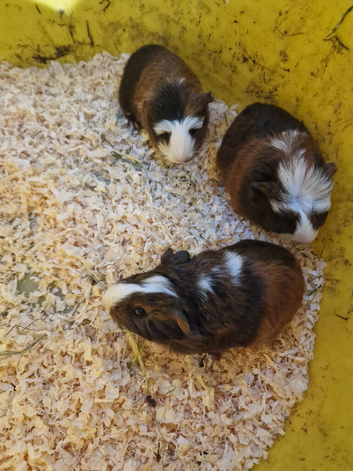 Available now (july) baby guinea-pigs males and females