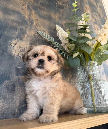 One gorgeous Shih Tzu boy left