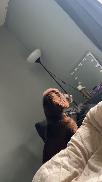 Working line cocker spaniel