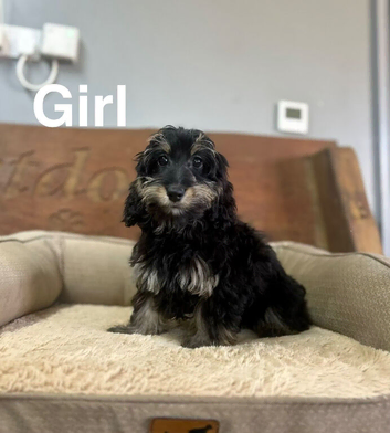 Frankie lovely Daxiepoo puppies ready now