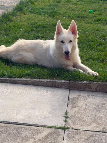 7 MONTH OLD GERMAN SHEPHERD GIRL