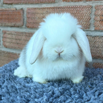 Mini Lops