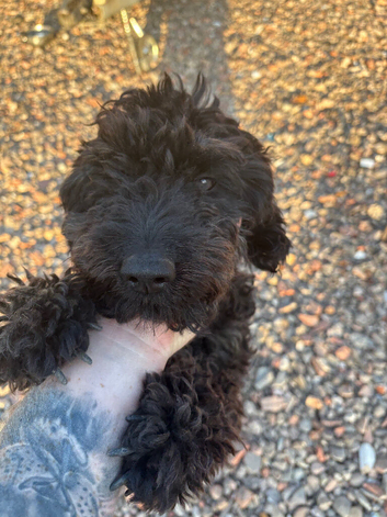 My beautiful mini