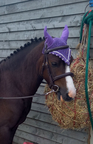!12hh show/family pony!