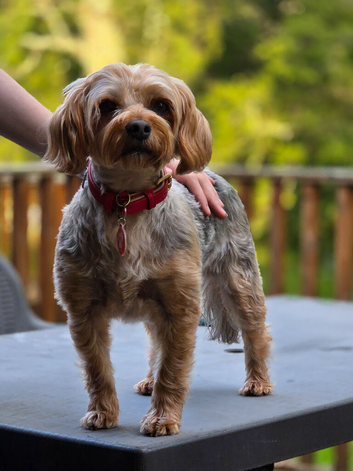 Female yorkie looking for male stud