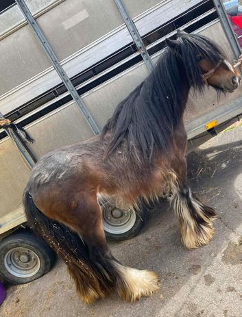 Heavy cob colt just started in the cart